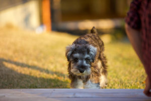 ウッドデッキとミニチュア・シュナウザー
