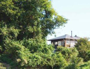 森と平屋の家